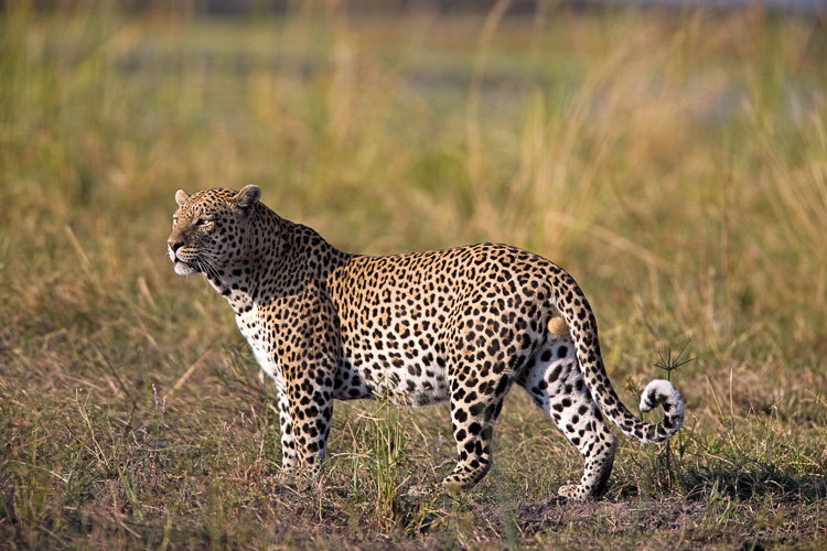 Leopard in the Okavango