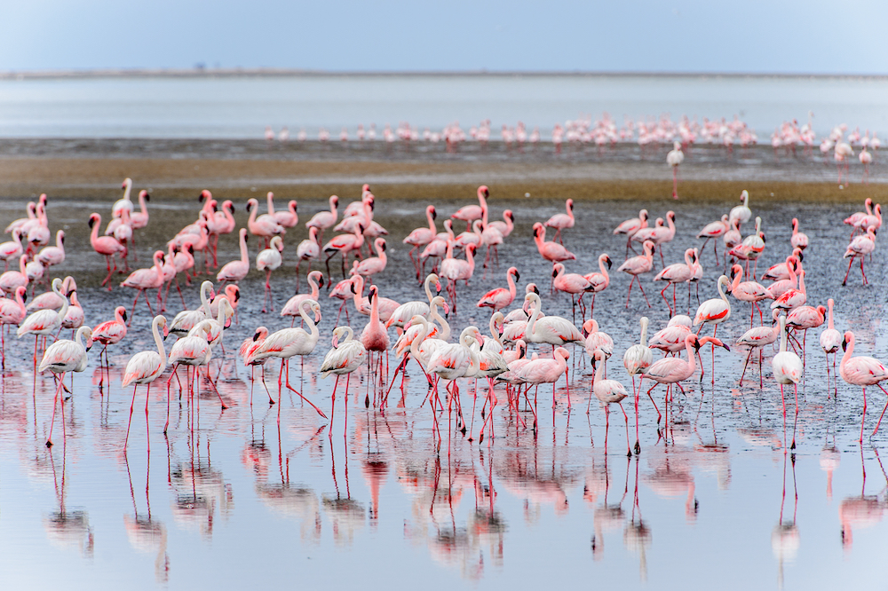 Flock,Of,Flamingos,At,Walvis,Bay,,Namibia